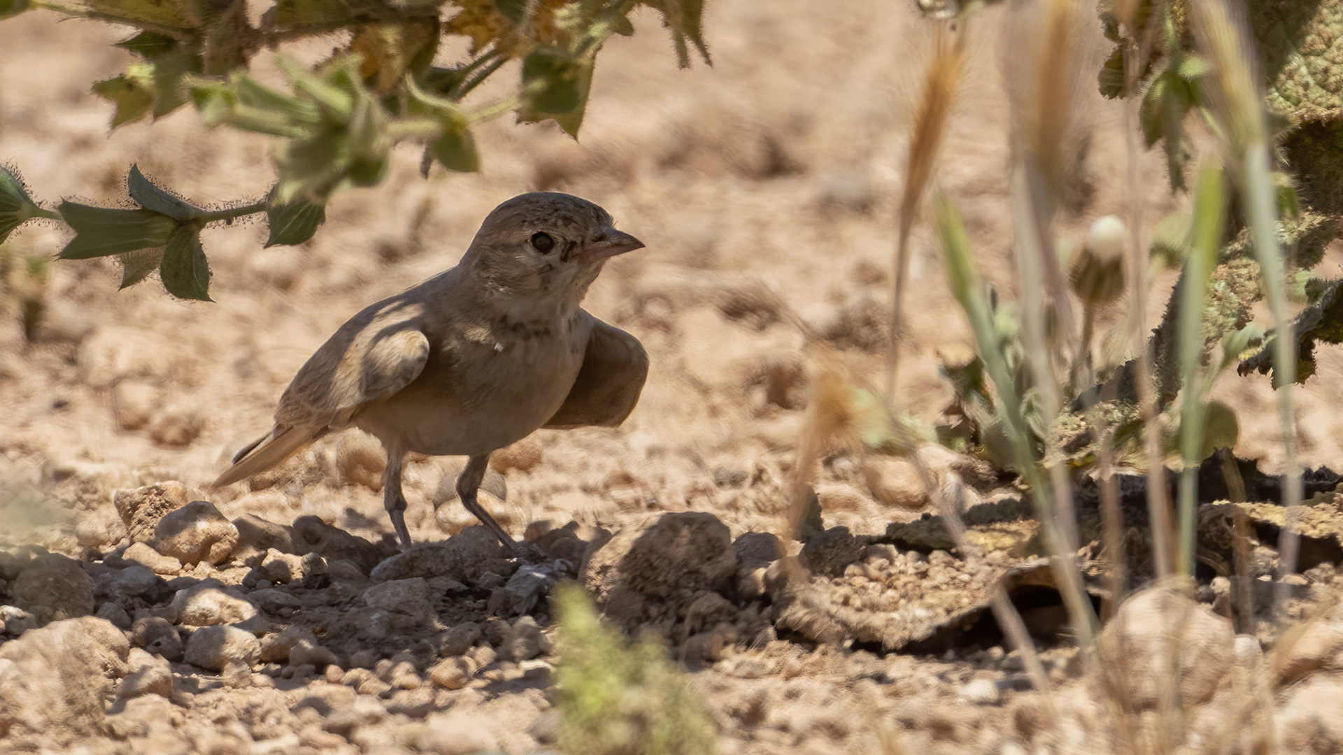 Bar-tailed Lark
